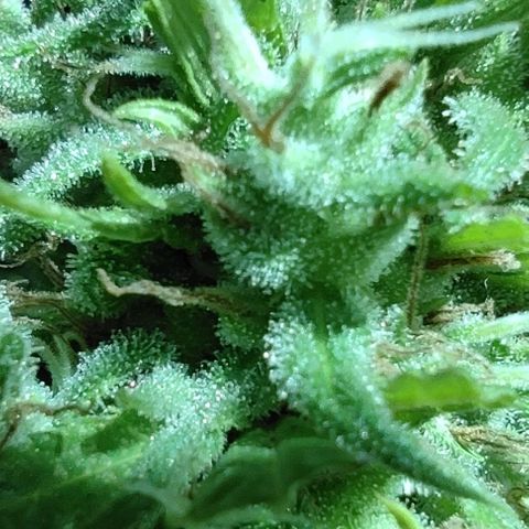 Tales de Mileto Sativa growlog timeline photo