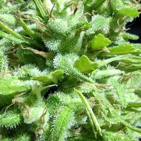 Tales de Mileto Sativa growlog timeline photo