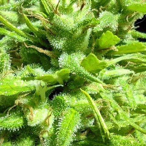 Tales de Mileto Sativa growlog timeline photo