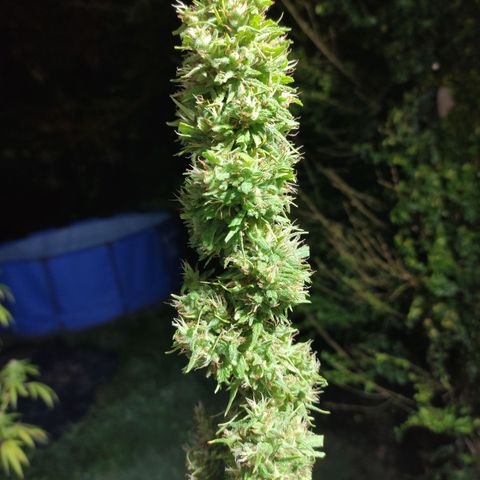 Tales de Mileto Sativa growlog timeline photo