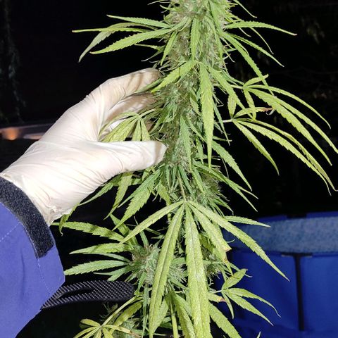 Tales de Mileto Sativa growlog timeline photo