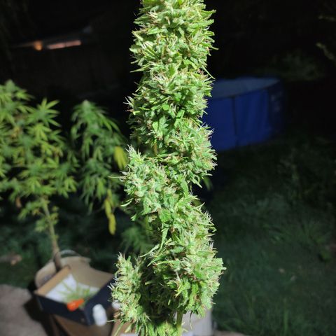 Tales de Mileto Sativa growlog timeline photo