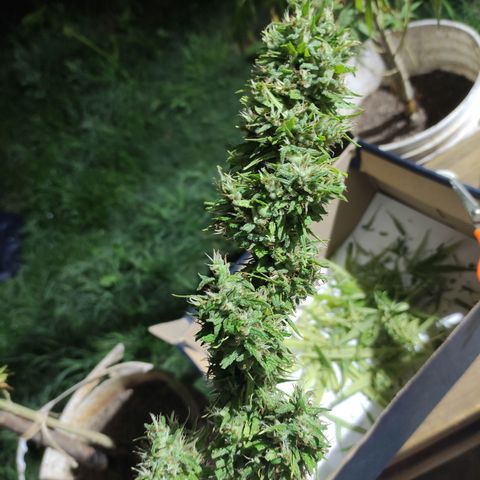 Tales de Mileto Sativa growlog timeline photo
