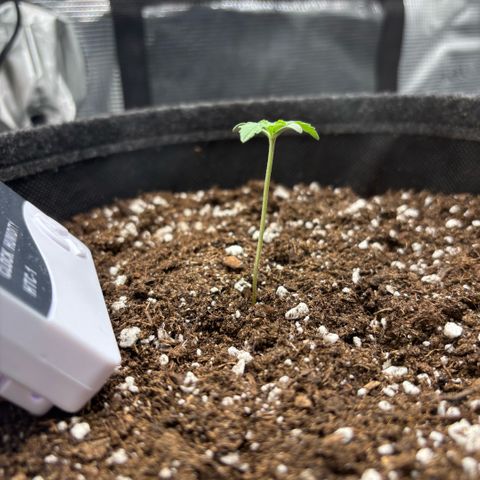 Maria growlog timeline photo