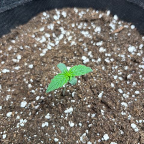 Maria growlog timeline photo