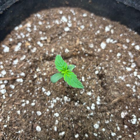 Giuan growlog timeline photo