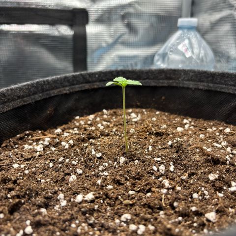 Giuan growlog timeline photo
