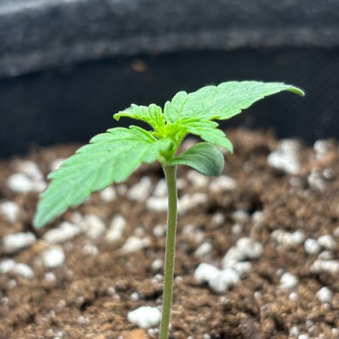 Maria growlog timeline photo