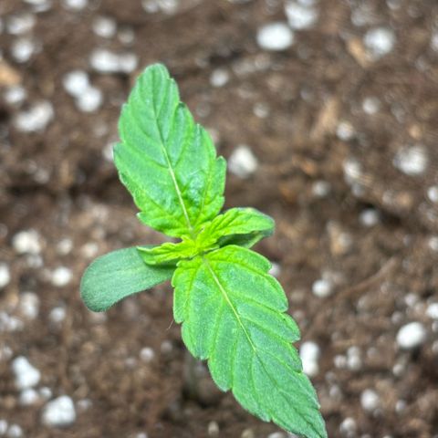 Giuan growlog timeline photo