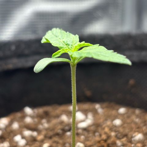 Giuan growlog timeline photo