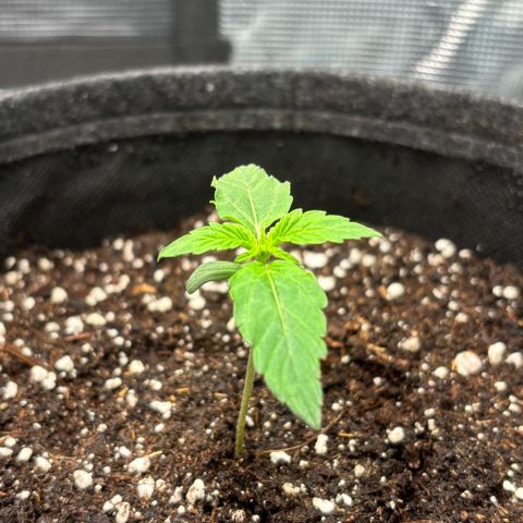 Maria growlog timeline photo