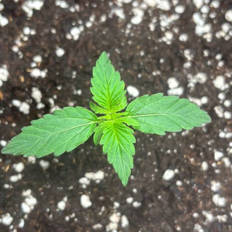 Maria growlog timeline photo