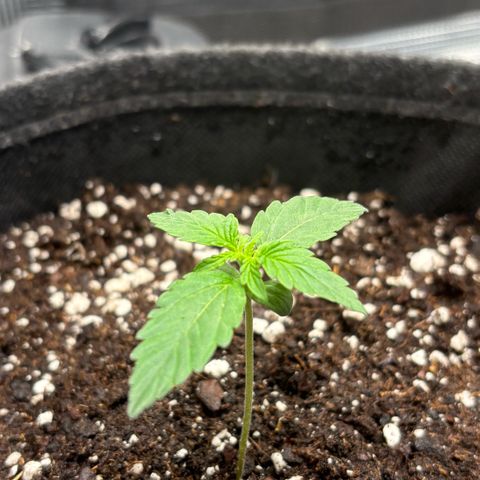 Giuan growlog timeline photo