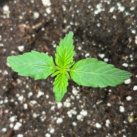 Giuan growlog timeline photo