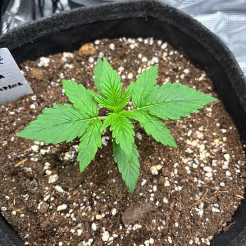 Maria growlog timeline photo