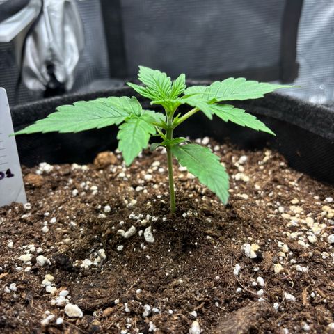 Maria growlog timeline photo