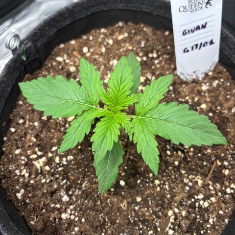 Giuan growlog timeline photo