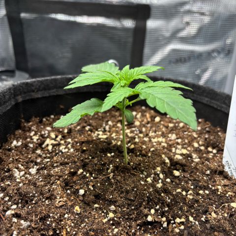 Giuan growlog timeline photo