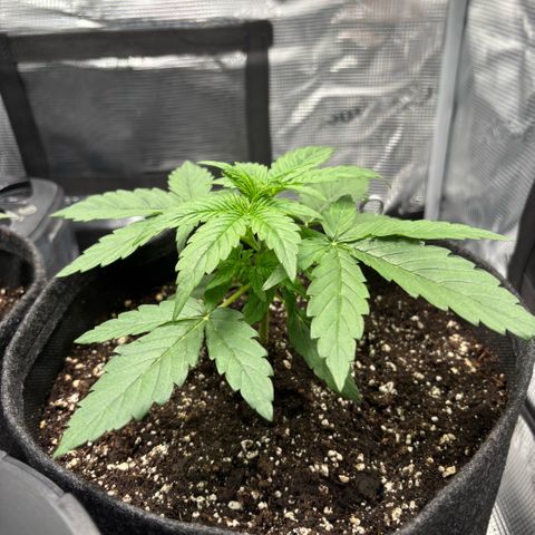Giuan growlog timeline photo