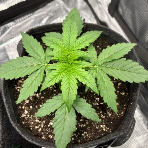 Giuan growlog timeline photo