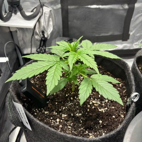 Maria growlog timeline photo