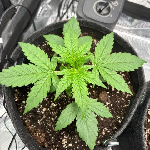 Maria growlog timeline photo