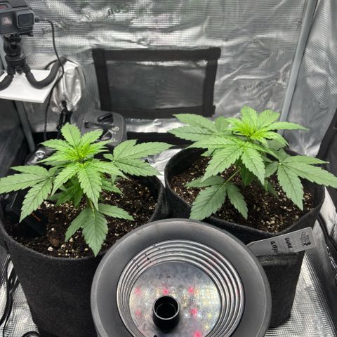 Maria growlog timeline photo