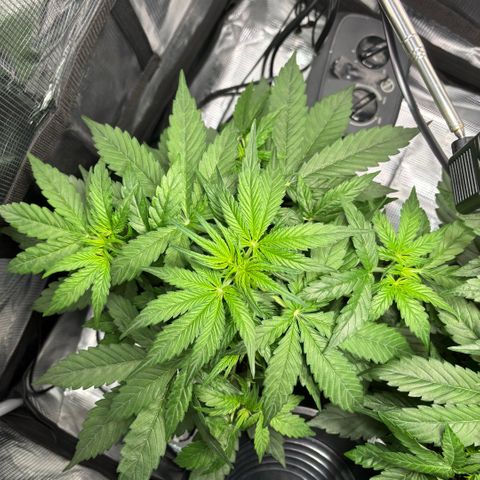 Maria growlog timeline photo