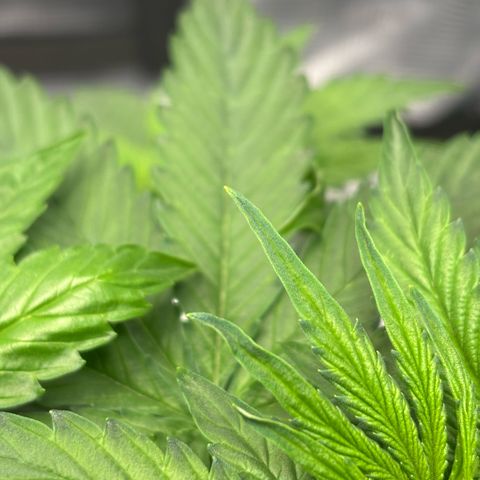Maria growlog timeline photo