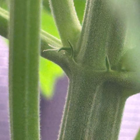 Maria growlog timeline photo