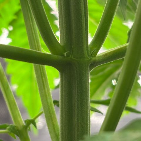 Maria growlog timeline photo