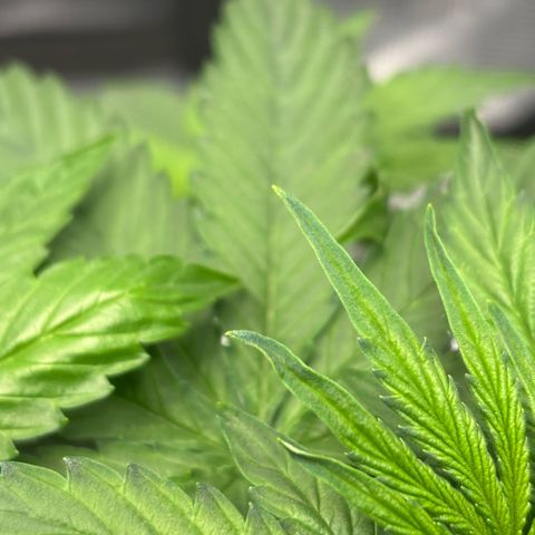 Maria growlog timeline photo