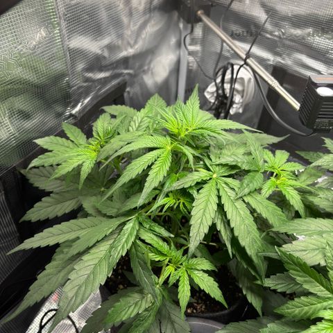 Maria growlog timeline photo