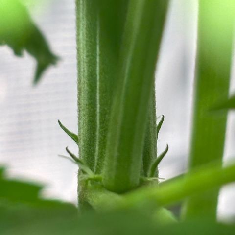 Maria growlog timeline photo