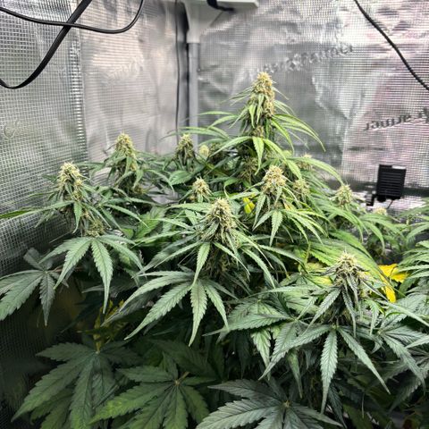 Maria growlog timeline photo