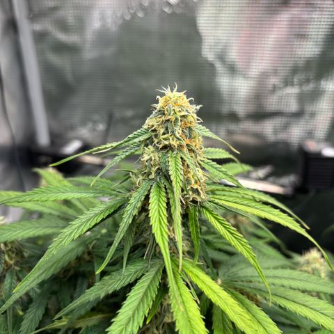 Maria growlog timeline photo
