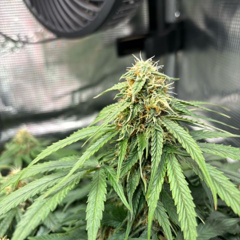 Giuan growlog timeline photo