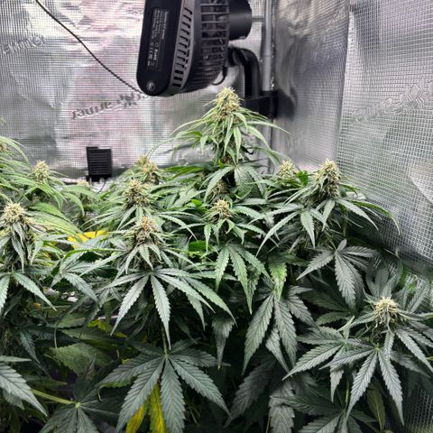 Giuan growlog timeline photo