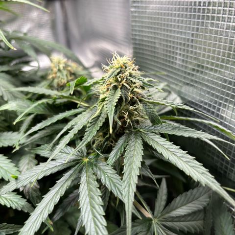 Giuan growlog timeline photo