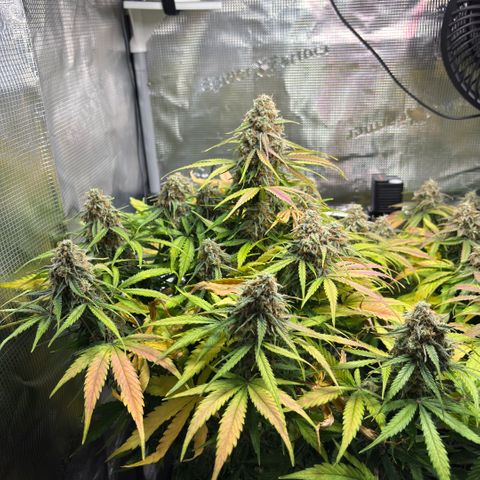 Maria growlog timeline photo