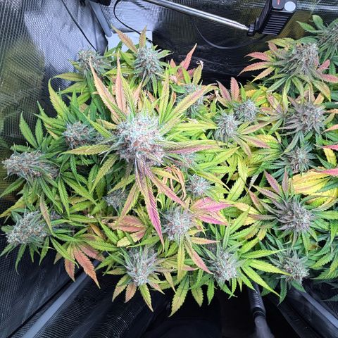 Maria growlog timeline photo