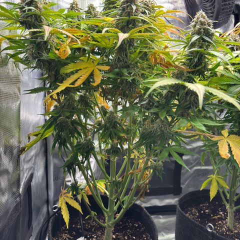 Maria growlog timeline photo