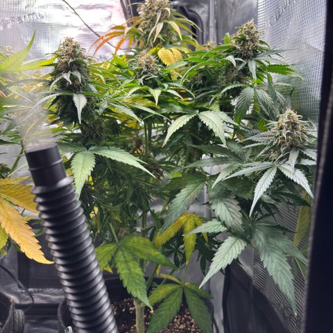 Giuan growlog timeline photo