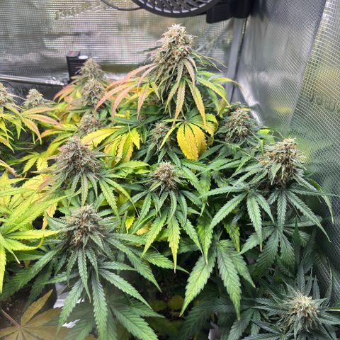 Giuan growlog timeline photo