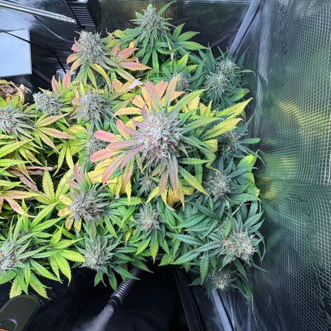 Giuan growlog timeline photo