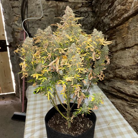 Maria growlog timeline photo