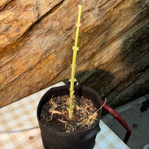 Maria growlog timeline photo