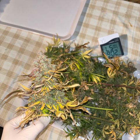 Maria growlog timeline photo