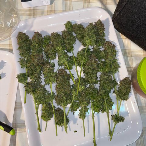 Maria growlog timeline photo