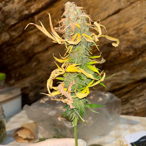 Maria growlog timeline photo